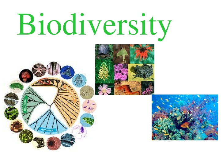 what is biodiversity